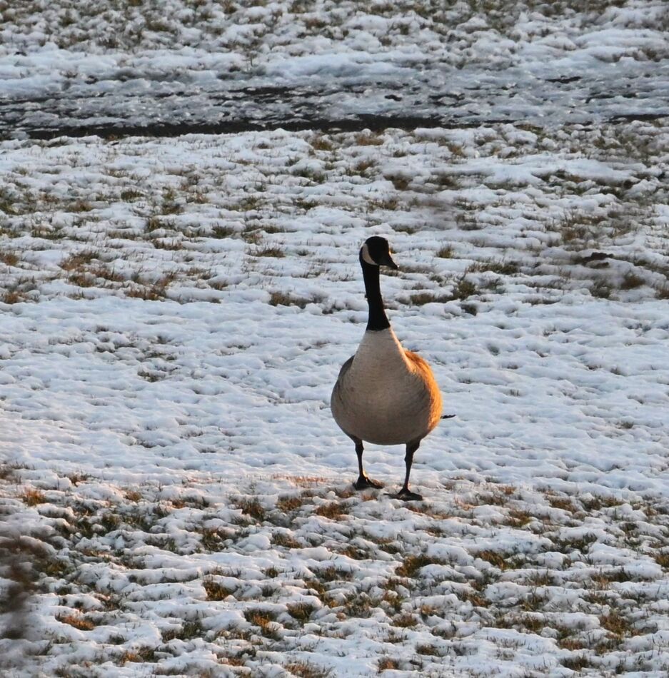 Fun with Geese: It is amazing to me how we get huge gaggles of geese on ...