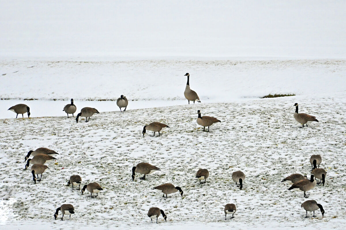 Fun with Geese: It is amazing to me how we get huge gaggles of geese on ...