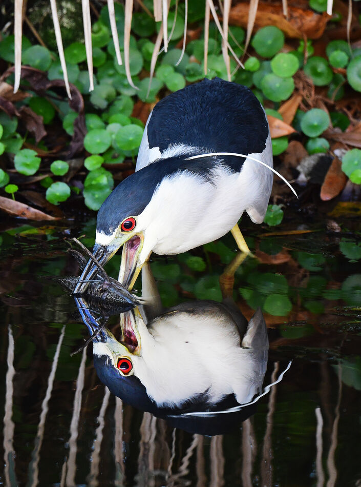 Black Crowned Night Heron with an invasive armored catfish: Black ...