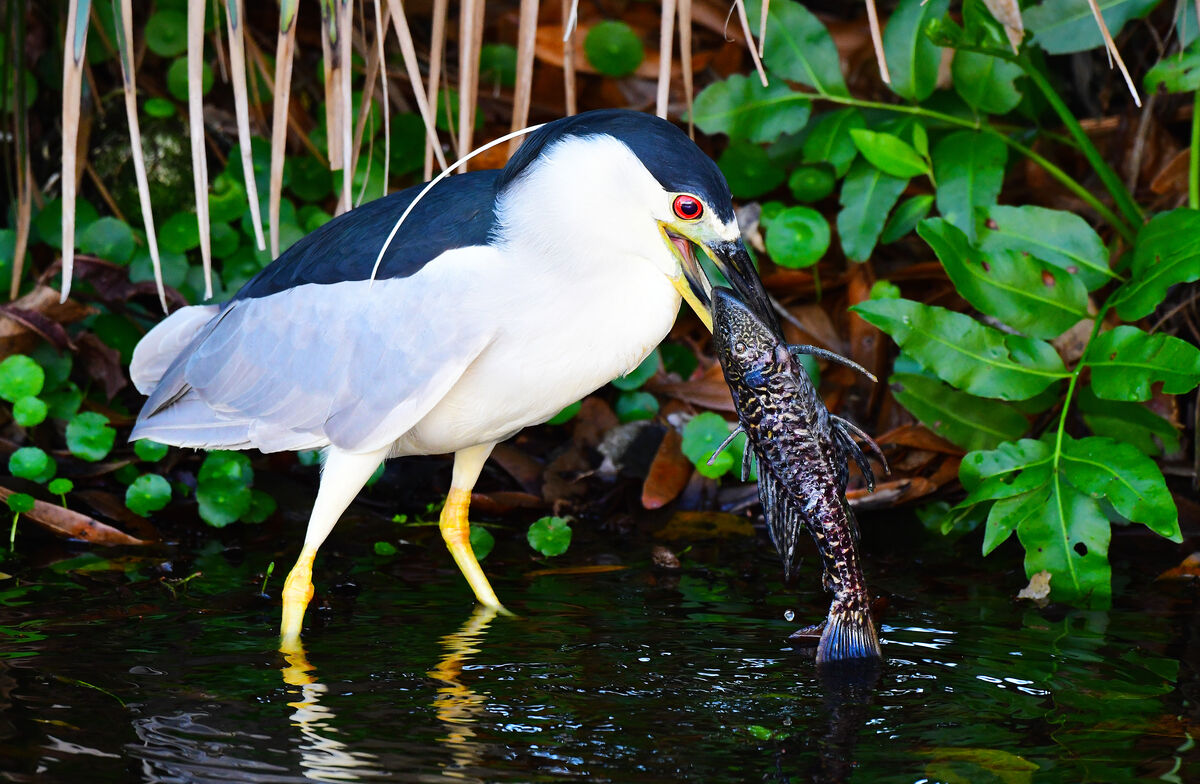 Last rights for an invasive armored catfish: Last rights for an ...