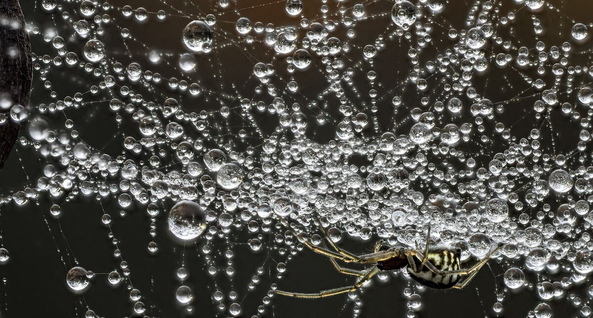 Small Web Image Tiny spider under his dewey web: A tiny spider in a two-inch web. This ...