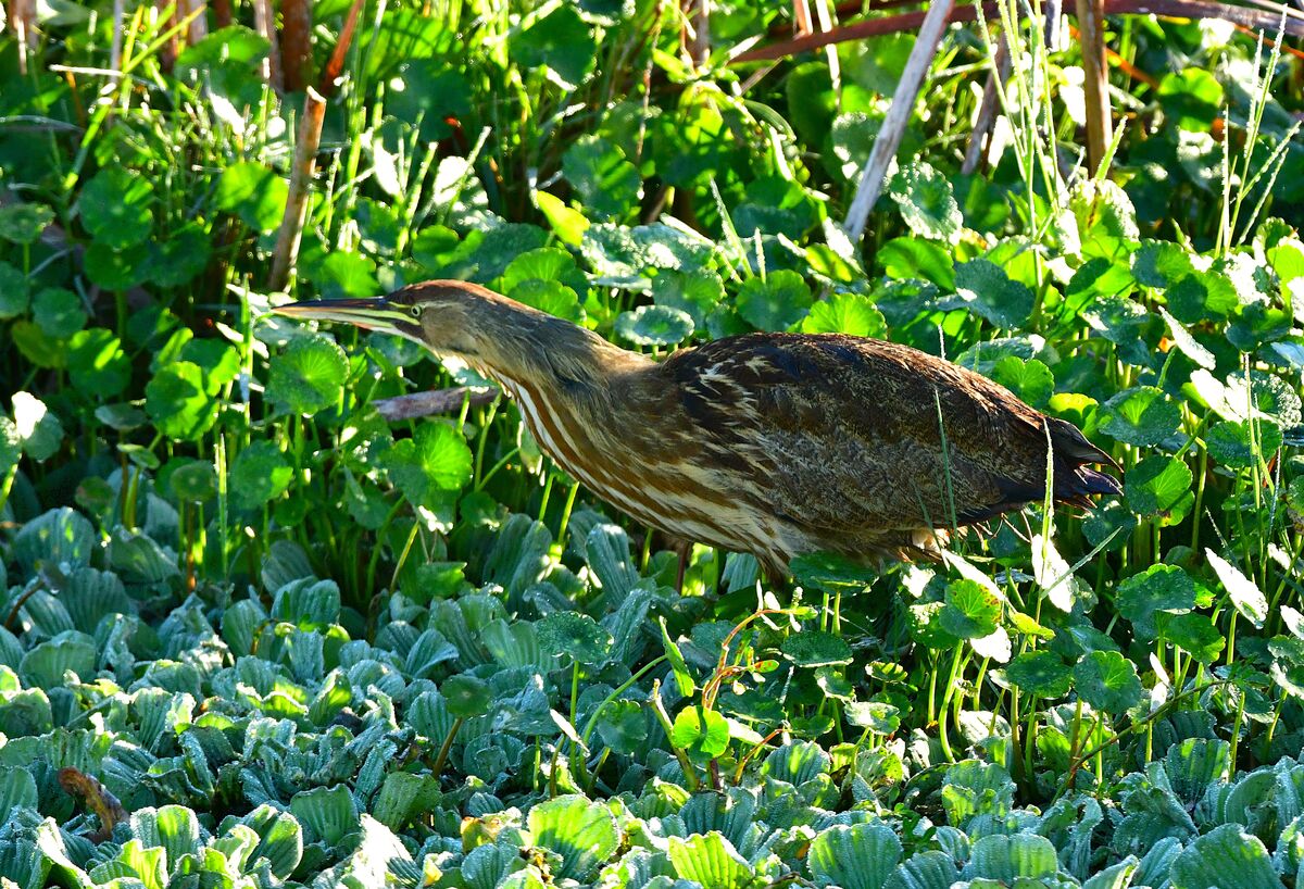 First Bittern of the year! Lake Apopka Wildlife Drive Florida. American ...