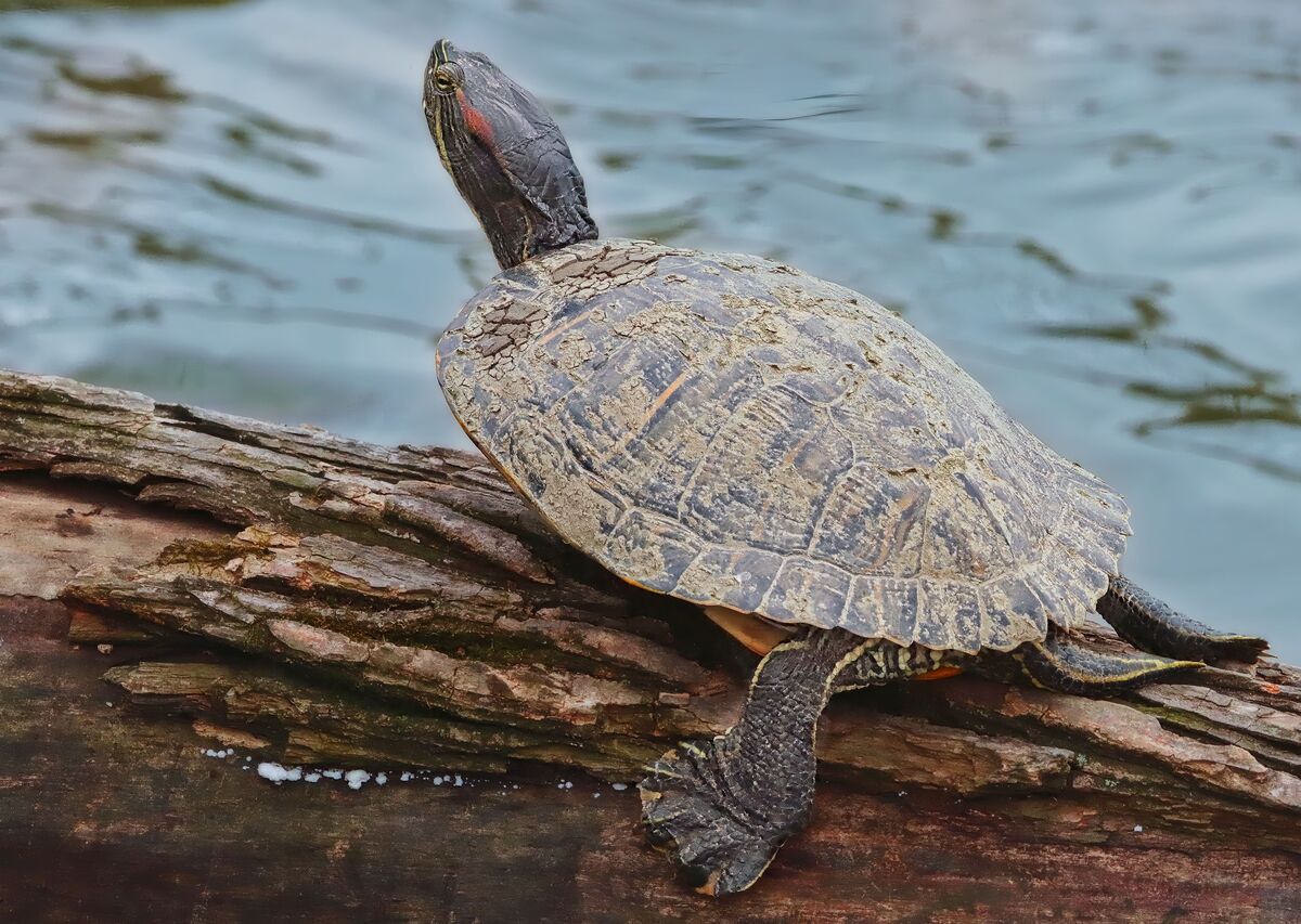 Just a nice turtle: Having spent some time now walking the creek I know ...