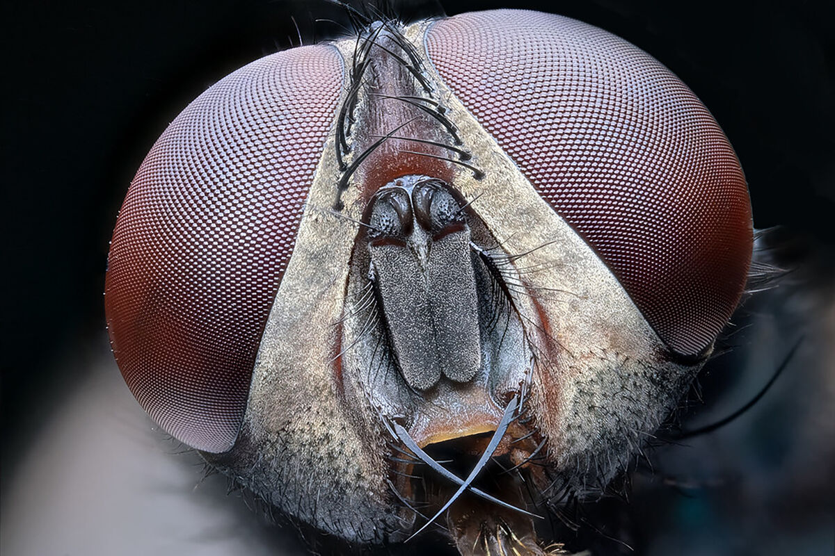 House Fly Face: This is a 5X focus stack view of a preserved house fly ...