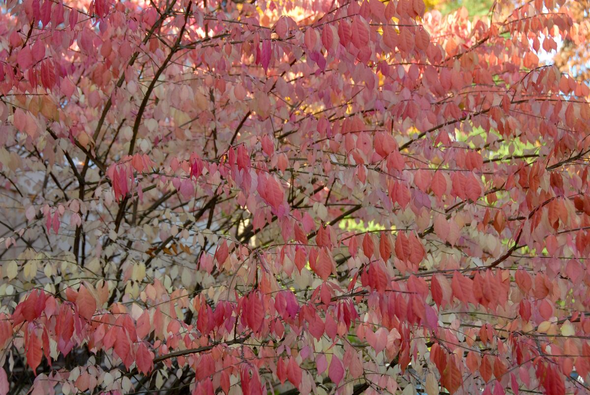 Subtle fall colors by our home: We have a few old shrubs by our home ...