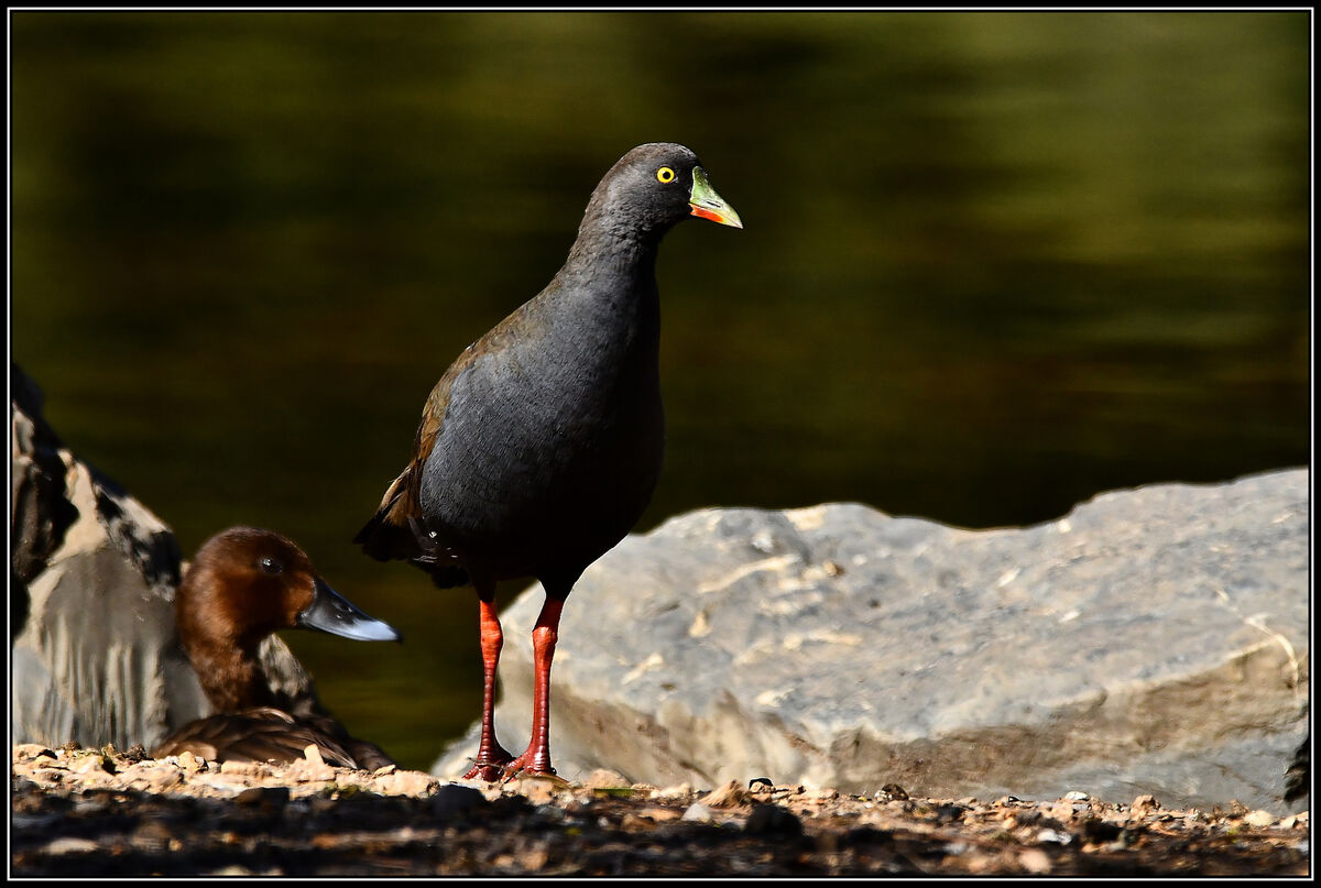 Black Tailed Nativehen: After all my years shooting birds, it was a ...