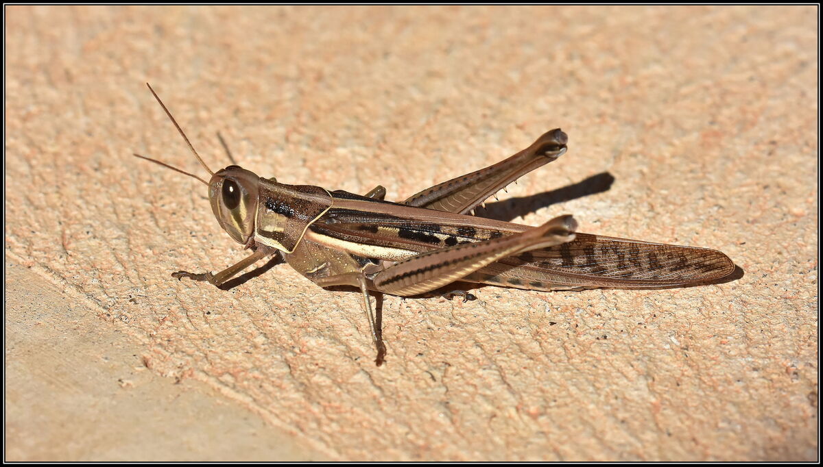 Sphegar Insect Insects: Bit of an assortment from around the house...