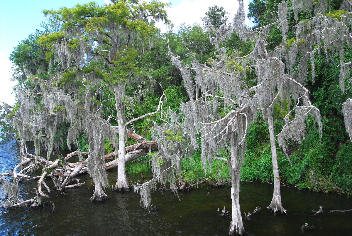 Ugly Rivers Cypress trees and moss. About as Southern as you can get: This is a ...