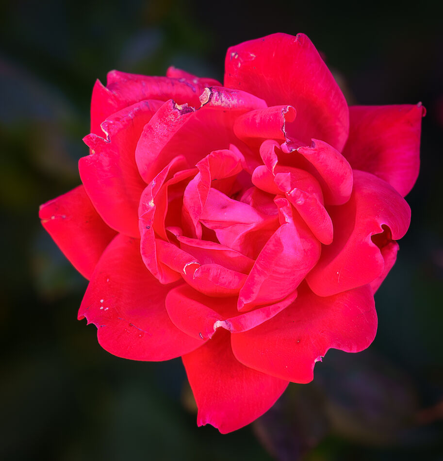 Red September Roses October in the backyard -III: The red rose bushes are between junipers ...