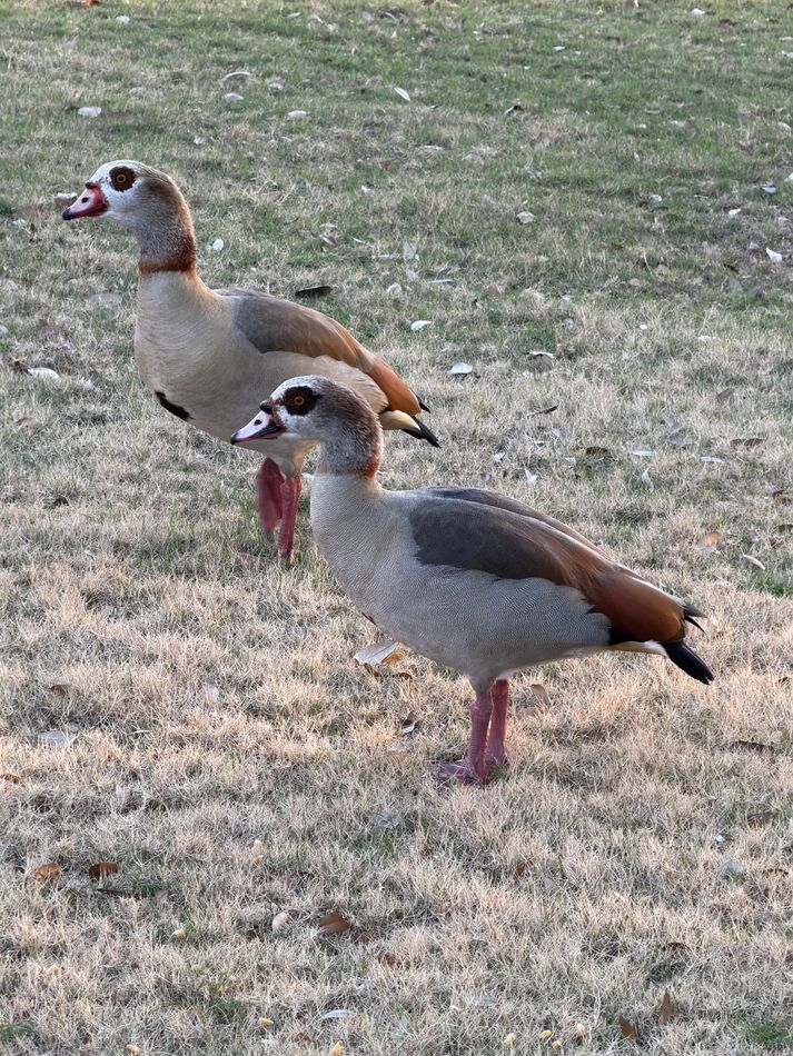 Egyptian Geese in Texas: These geese came close to our house in ...