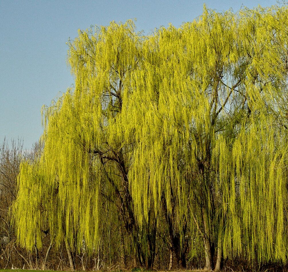 A Favorite Tree: Well, if a person can have a favorite tree 🥇🥇🥇🥇...