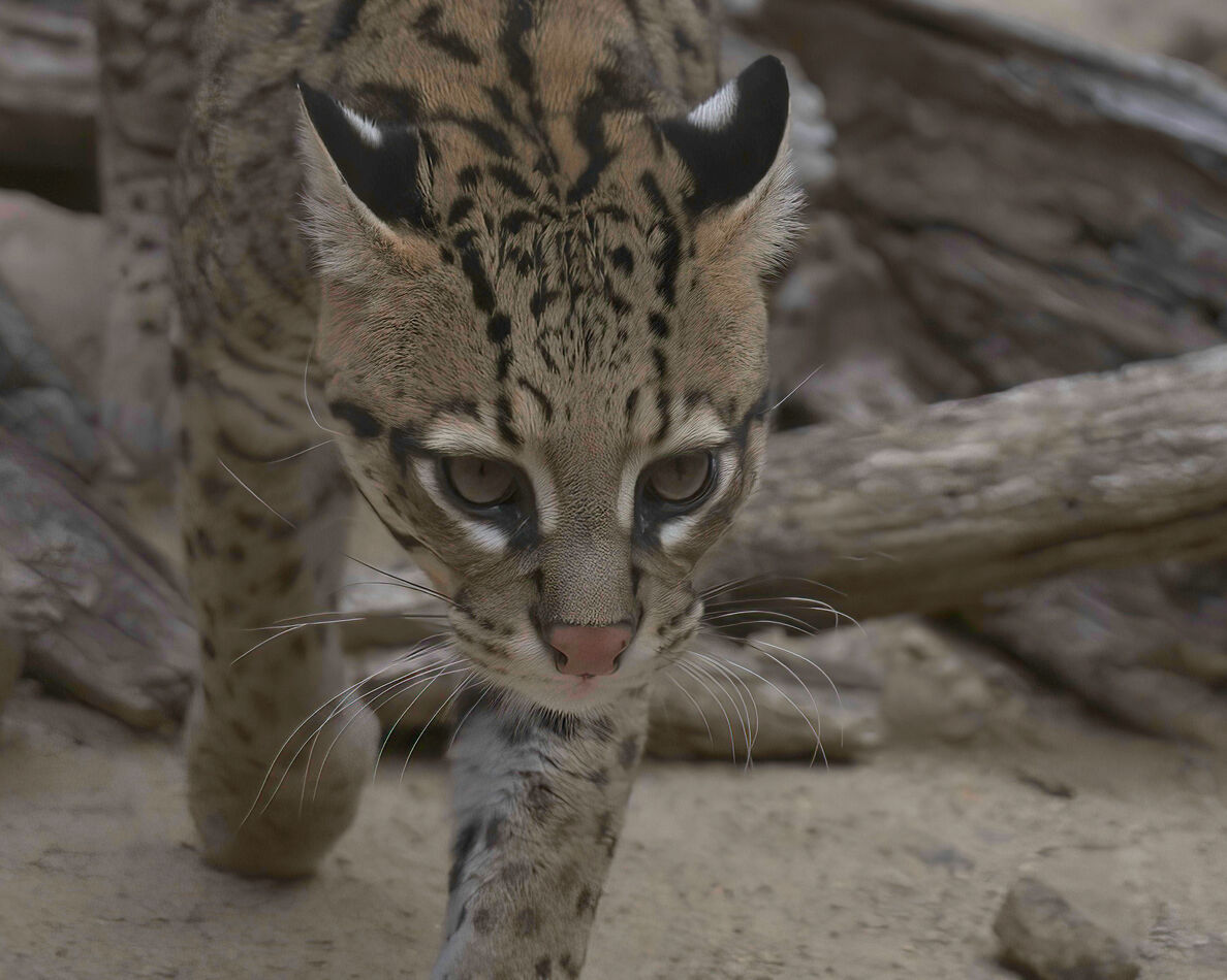 Ocelot: I think Ocelot's are beautiful. They weigh between 15 & 30 lbs ...