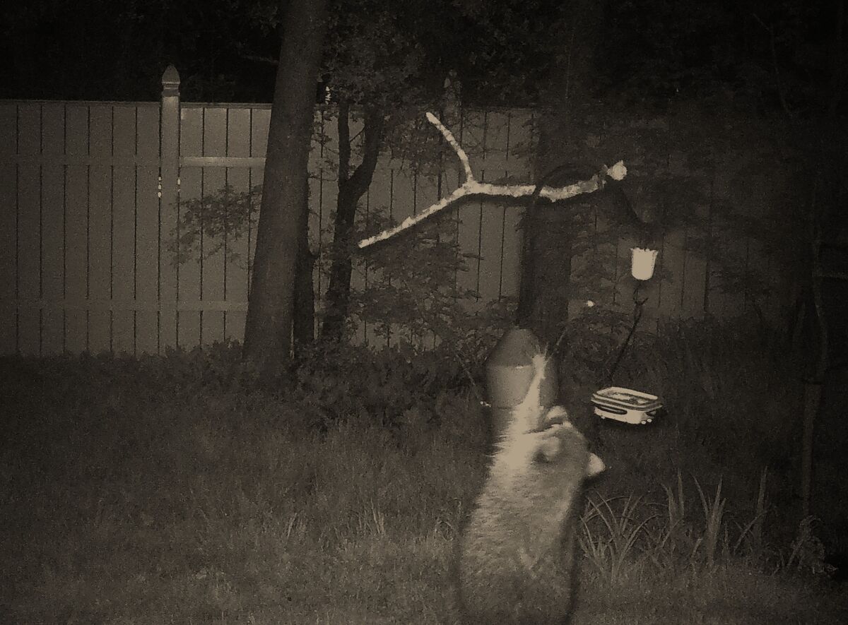Night Raid: Do you ever wonder why your bird feeders lean for no ...