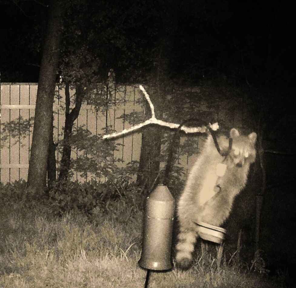Night Raid: Do you ever wonder why your bird feeders lean for no ...