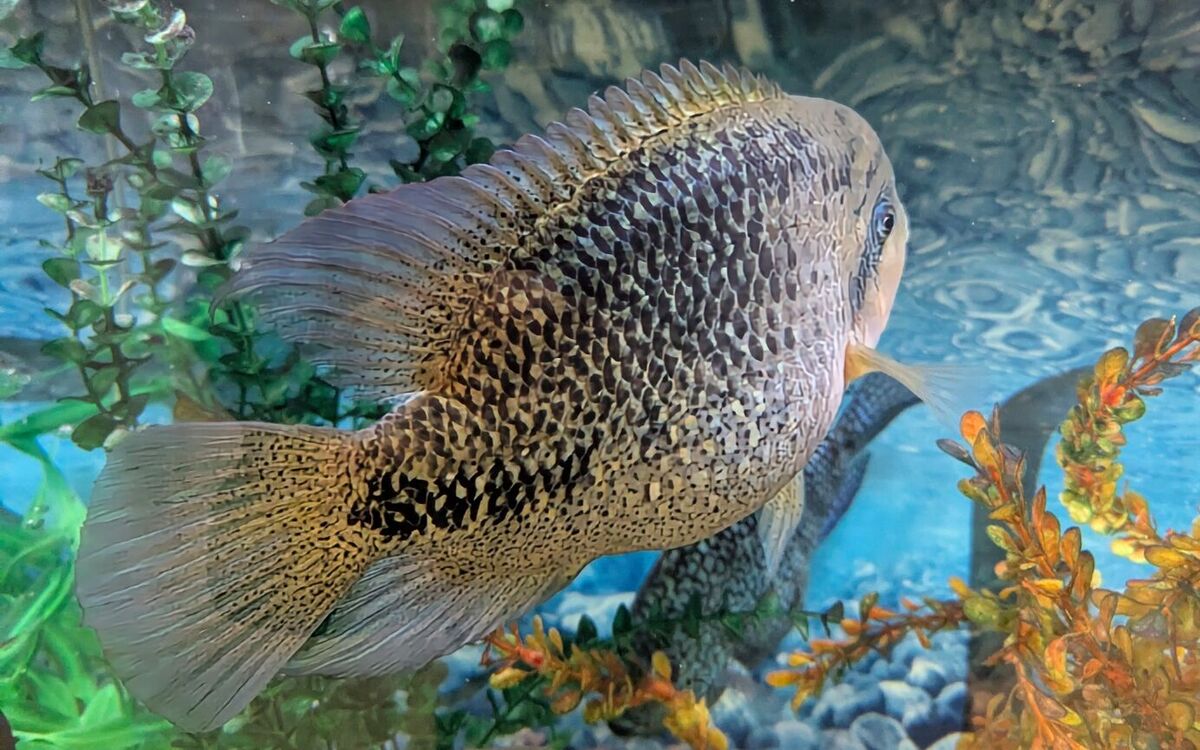 Anybody Need Fish for Friday??? Well, here ya go 😁😁😁😁 Non-fattening ...