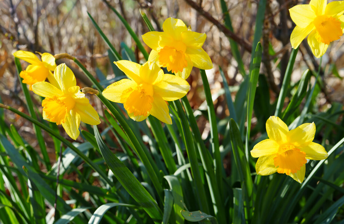 Signs of Spring - I: I looked in the front yard and found daffodils in ...