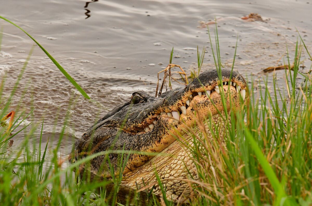 Bellowing Gator: Florida We couldn't see who he was talking to. Finally ...