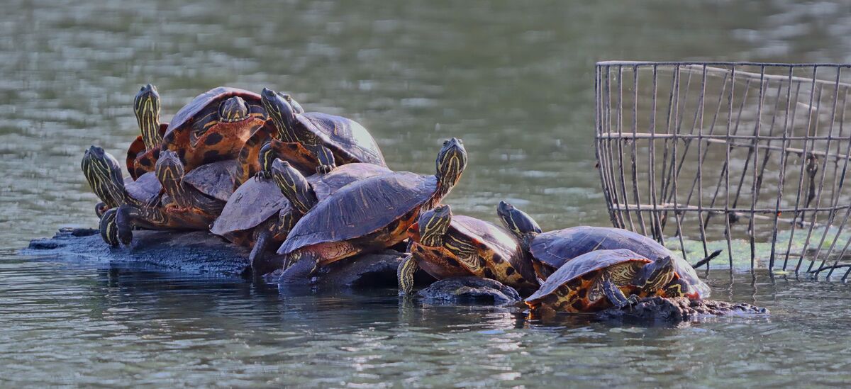 Turtle Tumbling A pile up of turtles: While up at the creek, given the change in ...