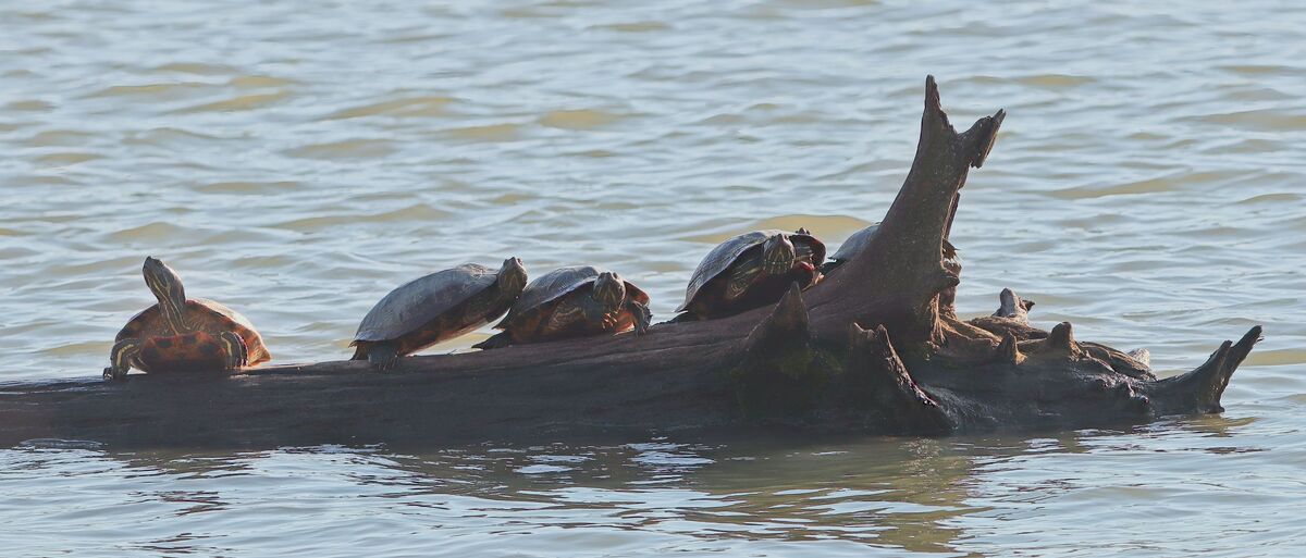 Turtle Tumbling A pile up of turtles: While up at the creek, given the change in ...