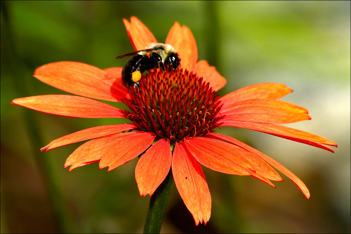 A trip down memory lane: Some photos taken at Morris Arboretum in July ...