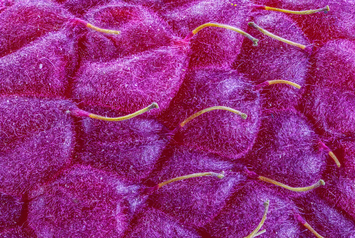 Surface of Red Raspberry: Canon R5-1, Canon MP-E 65mm macro, Kenko 3x ...