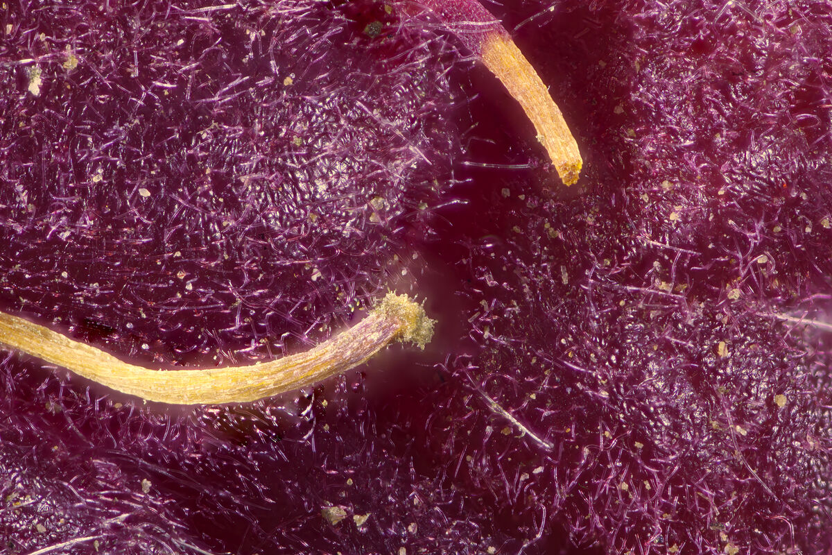 Styles(little filaments on a raspberry): remains of the reproductive ...