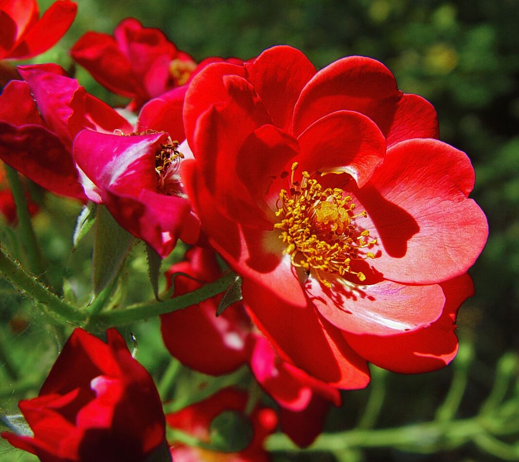 Mooloolaba Reds Roses Sublime Reds: Especially when they're roses, they cannot be beaten ️ ️ ...