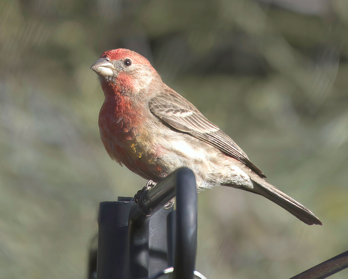 Red or Yellow ? Male House finches are usually Red. But sometimes they ...