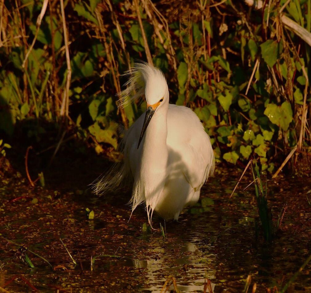 Snowy Egret: Early morning on a windy day!