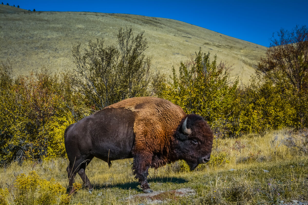 Bison {Buffalo} & Whitetail Buck: American Bison 