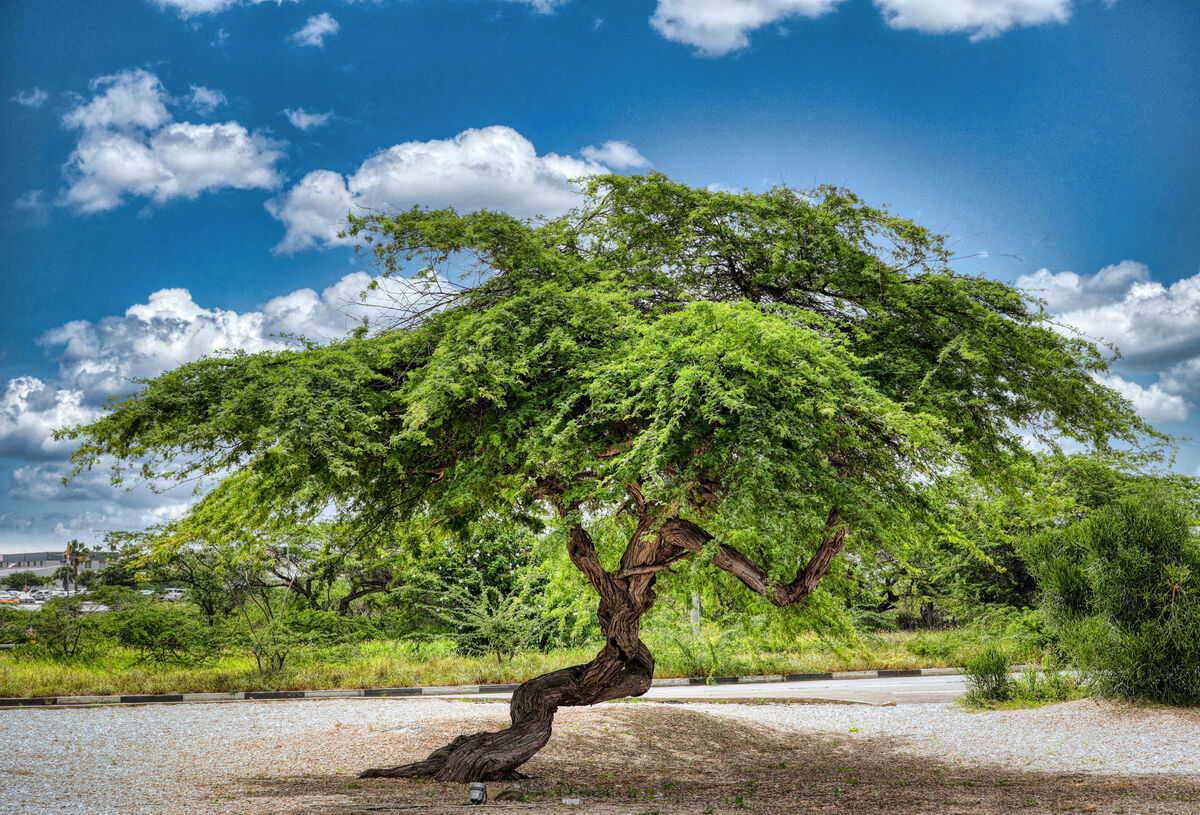 A Taste of Aruba's Flora: Here are some flora I photographed on a visit ...