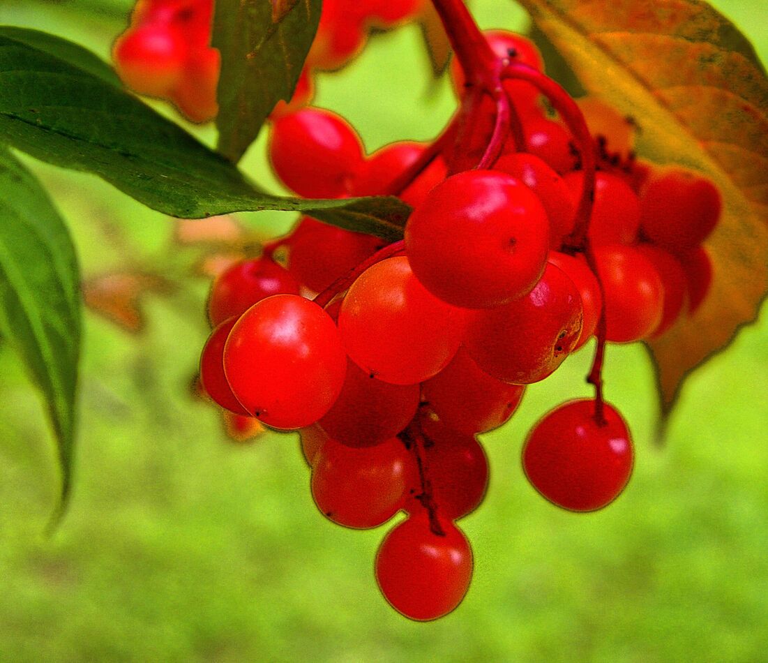 Berry, Berry Nice, for Sure: 🤓🤓🤓🤓...