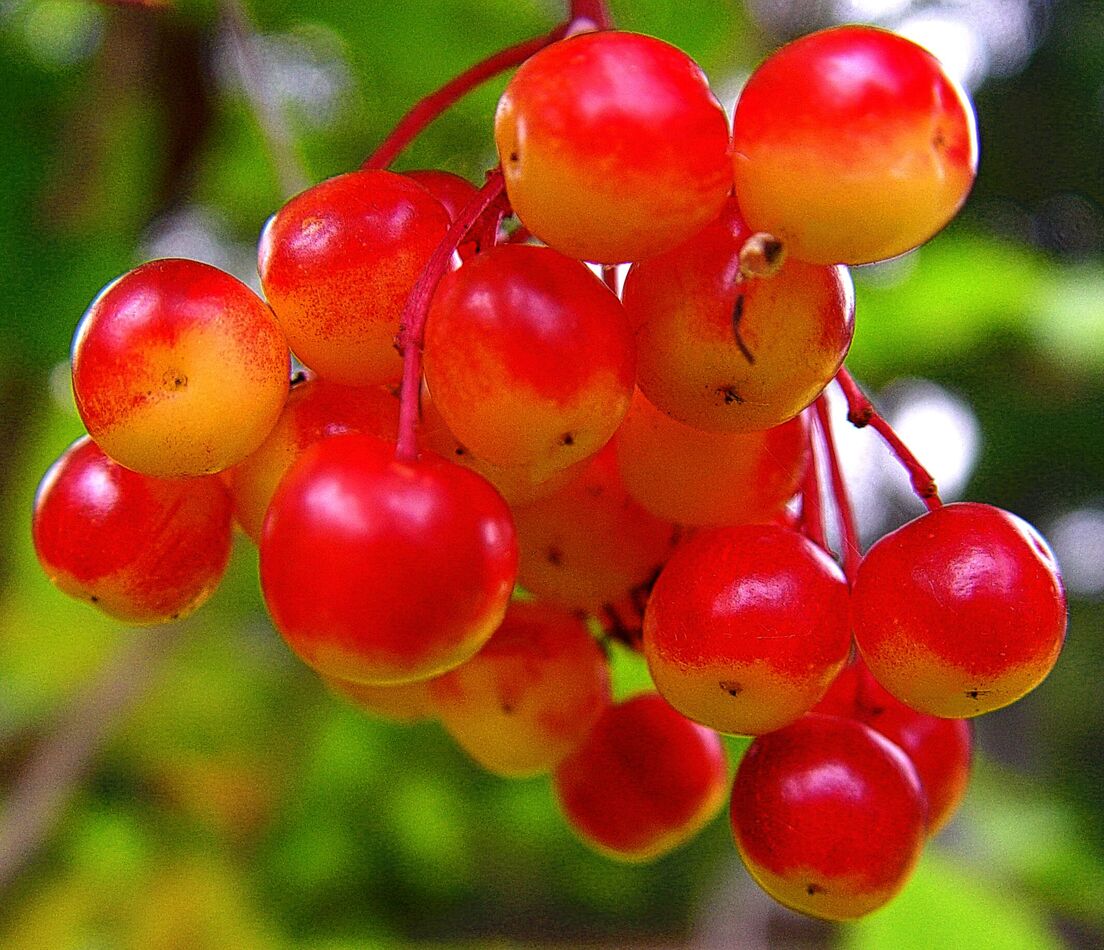 Berry, Berry Nice, for Sure: 🤓🤓🤓🤓...
