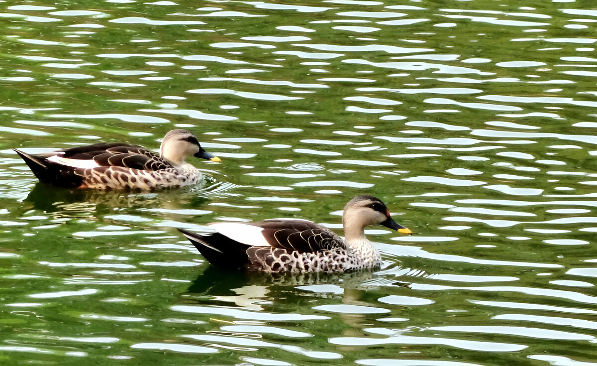 Lake Rash Duck Ducks: At the lake.