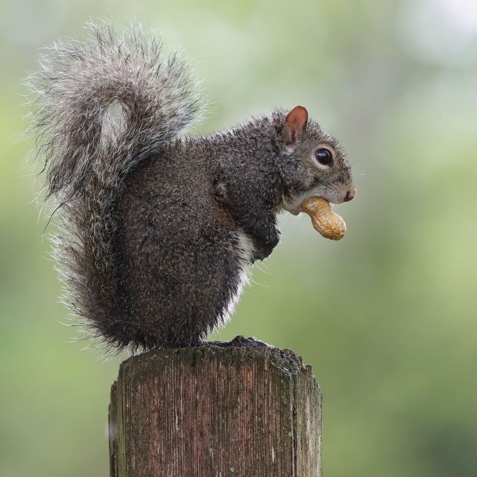 A squirrel who seriously took directions! No sooner did I reach the ...