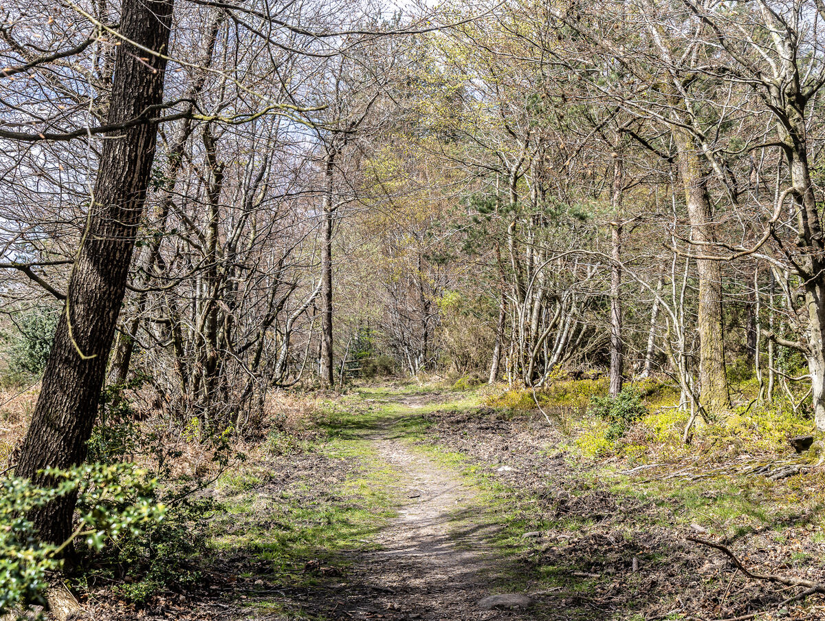 Forest Walk: Here are a couple of views from our walk. Bright, warm and ...