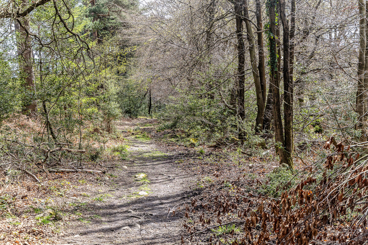 Forest Walk: Here are a couple of views from our walk. Bright, warm and ...