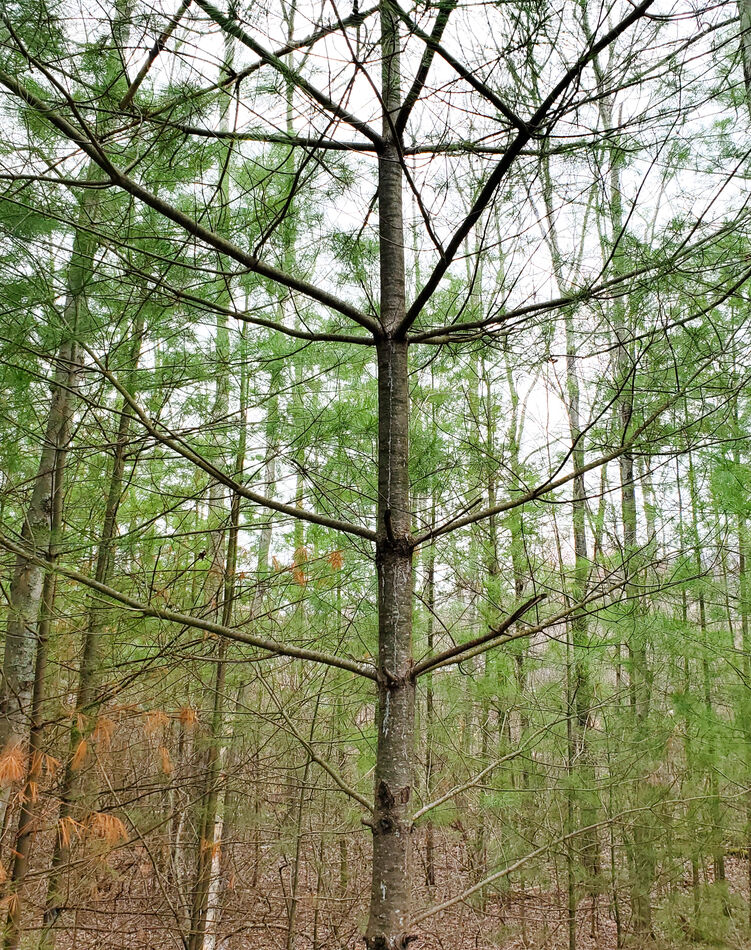 Tree On Rails Rail Trail Walk: We brought Maggie on a walk on the local rail trail ...