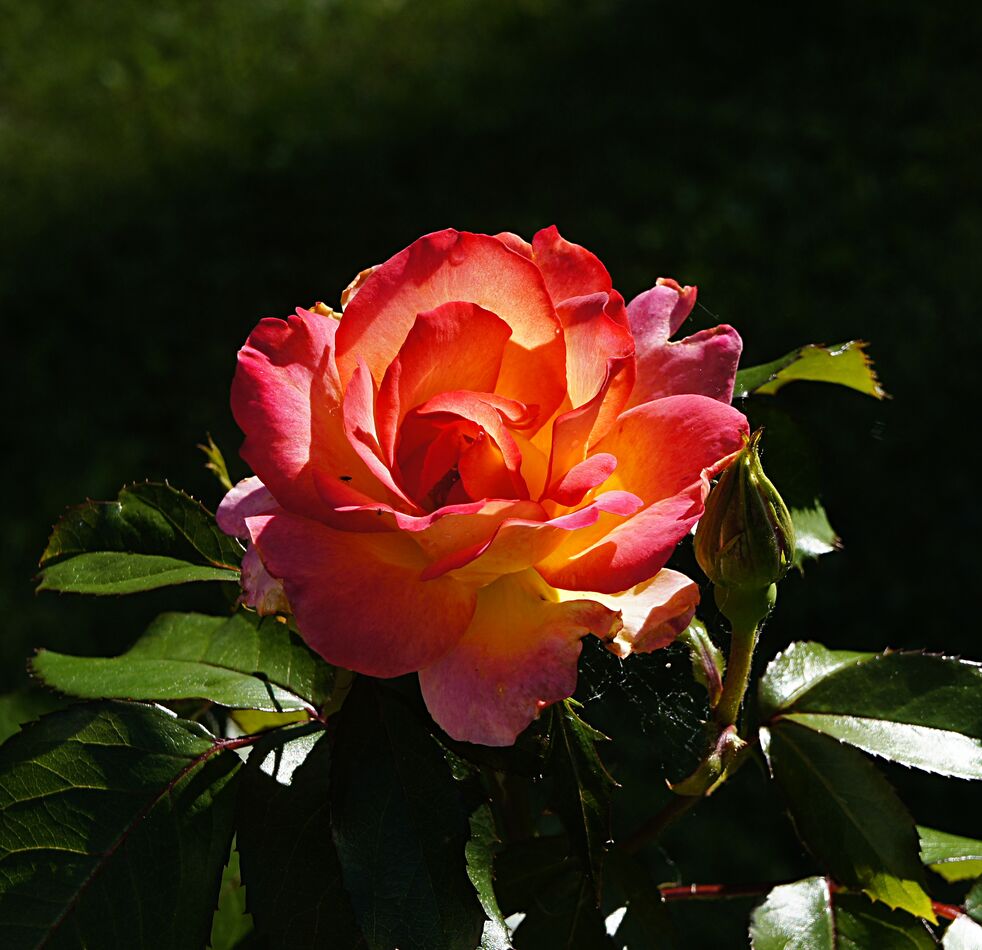 A Beautiful Rose: Delightful :sm18: :sm18: :sm18: :sm18:...
