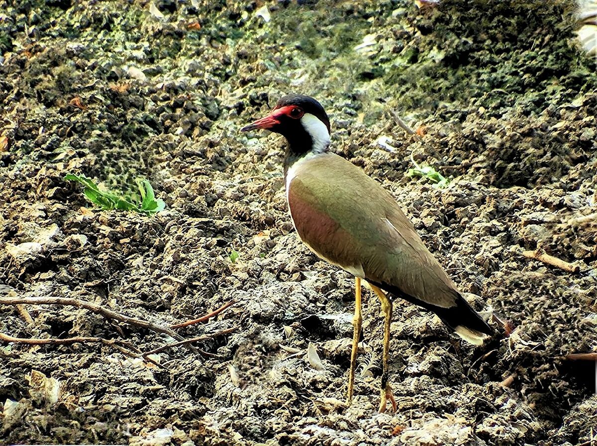 Red Wattled Lapwing: Taken in India,wanted to share. It's call goes ...