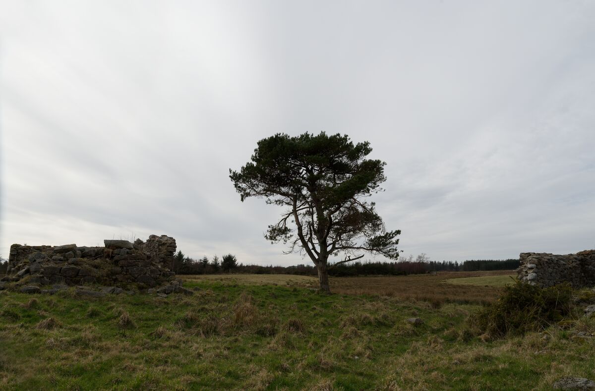 Tree Tif My Image Your Edit: Tree in Gap: This is your image this week. Anything ...