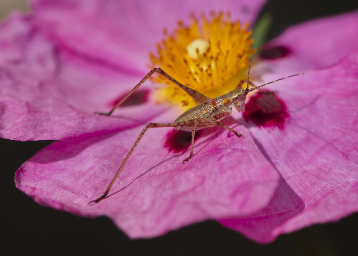 Crester Insect Some recent critter captures: Hope you enjoy these. They were fun to ...