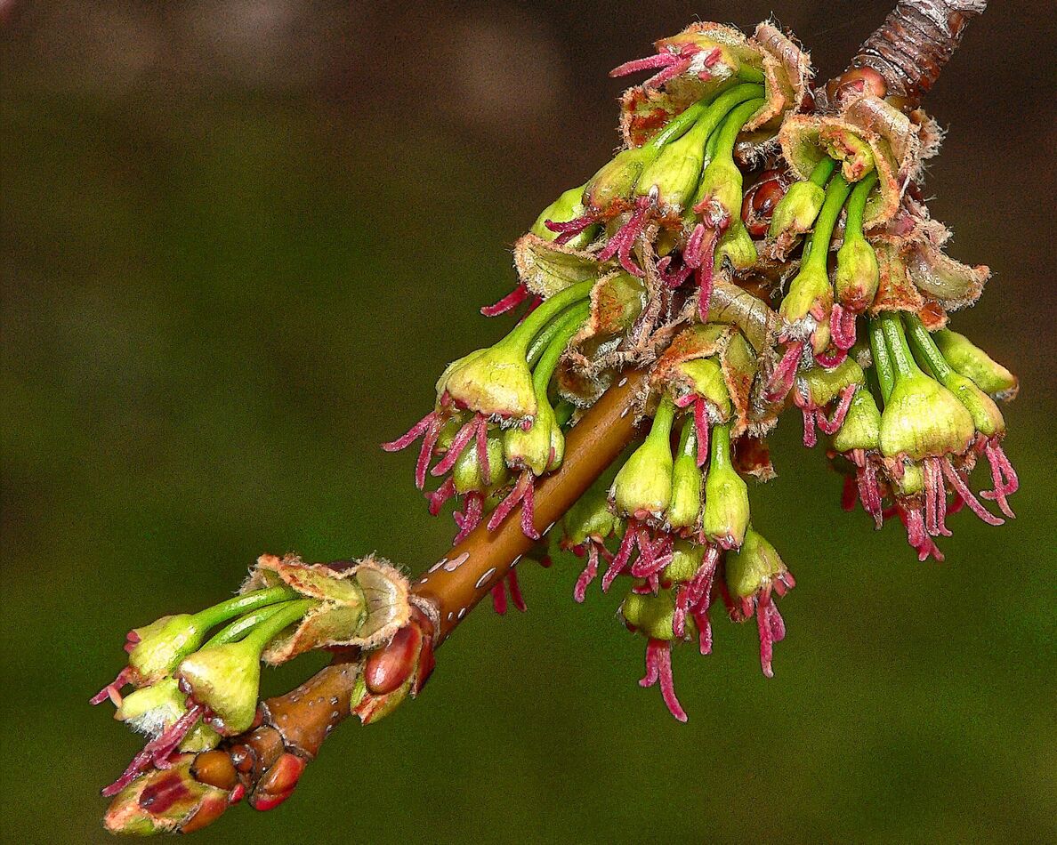 Early Spring Flowers of the Silver Maple: Such magnificence 💚 ️💚 ️💚...