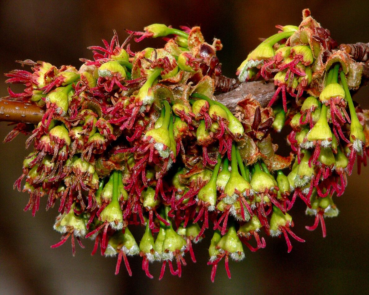 Early Spring Flowers of the Silver Maple: Such magnificence 💚 ️💚 ️💚...
