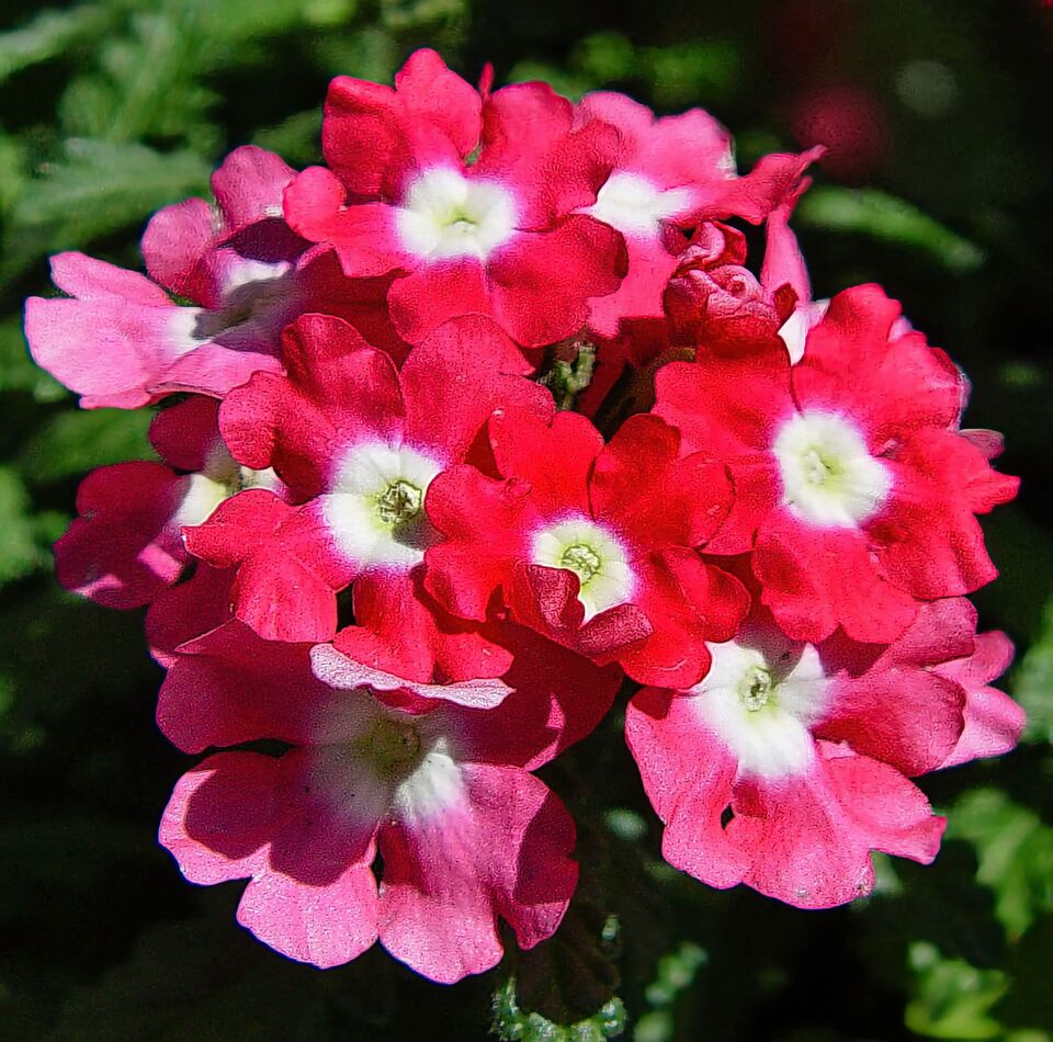 Primetime Roses Springtime Primrose: Forever an eye-popper :sm02: :sm02: :sm02: :sm02:...