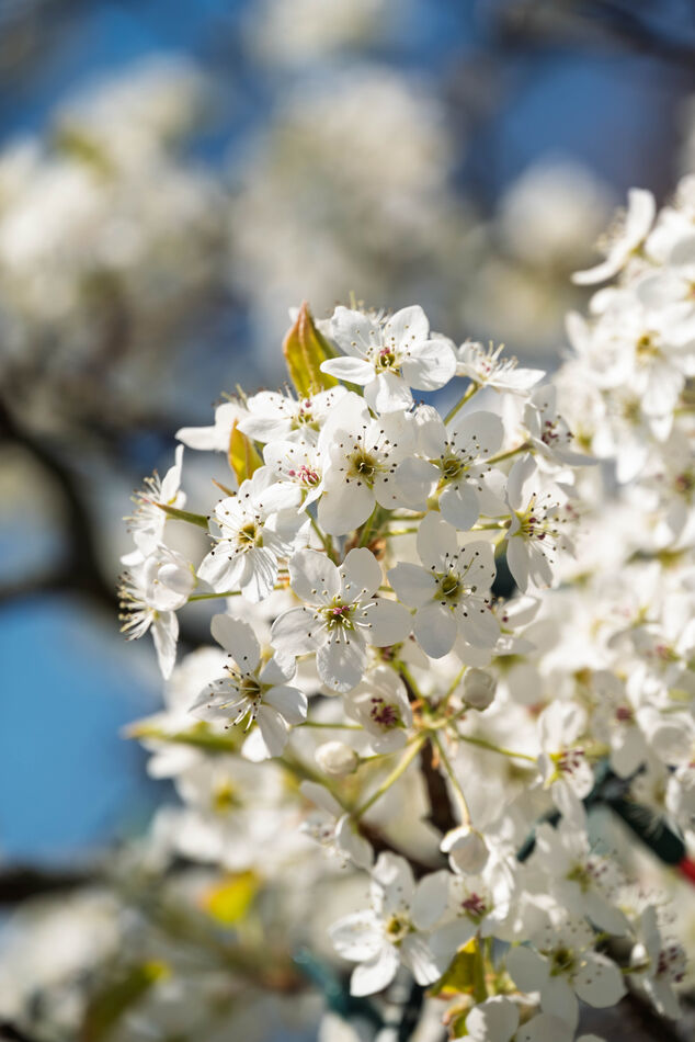 A Hint of Spring: Taken this morning. On the chilly side. But the sun ...