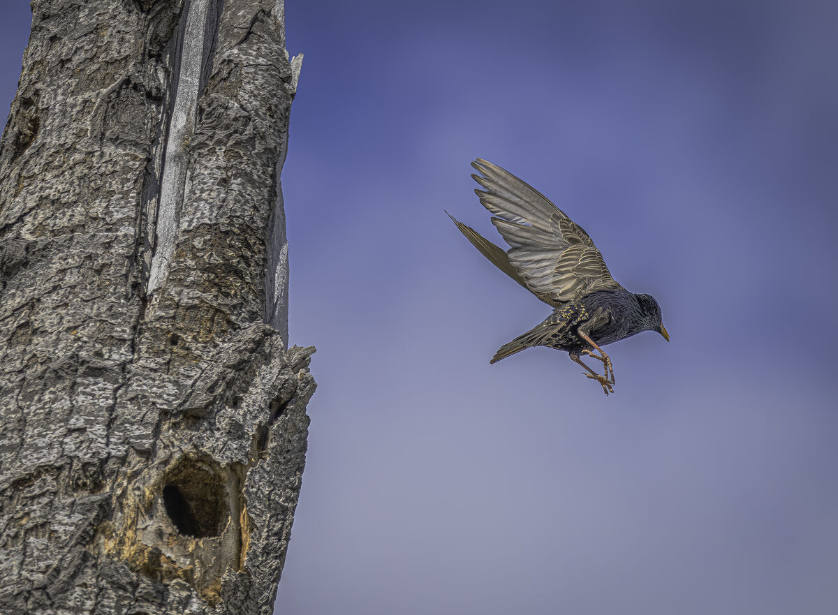 Bird tree: I bumped into an old snag that the birds had turned into home.