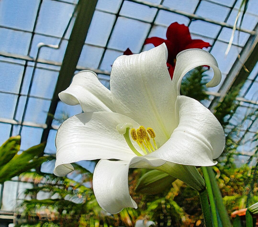 Splendor in the Lily Kingdom: These sure fit the bill 👑👑👑👑...