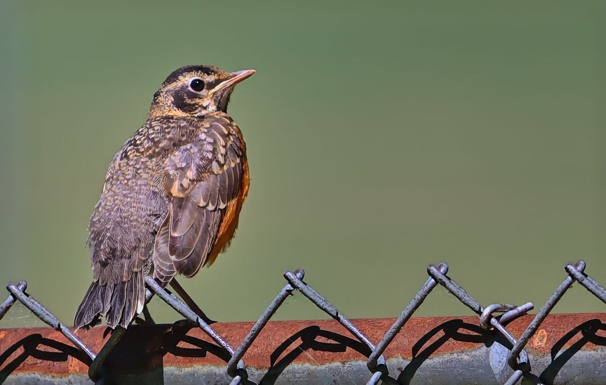 Prapty Robi Just a pretty Robin: Spotted this Robin on the fence and quickly tried ...