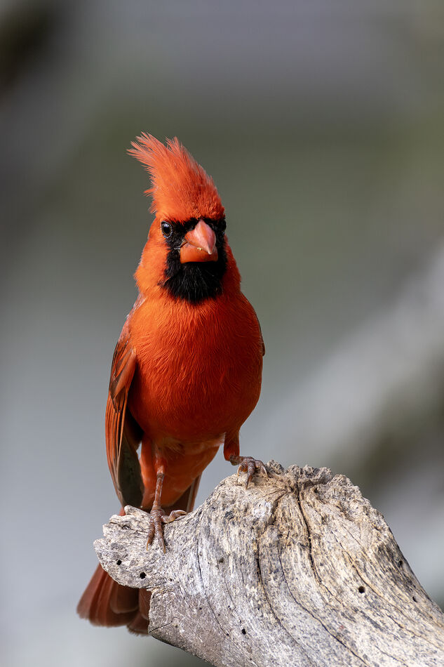 Cardinal: Cardinals do not change color much during breeding season ...